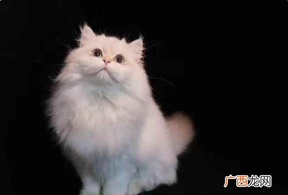 猫咪感觉到冷会有哪些表现 猫咪一般多少度觉得冷