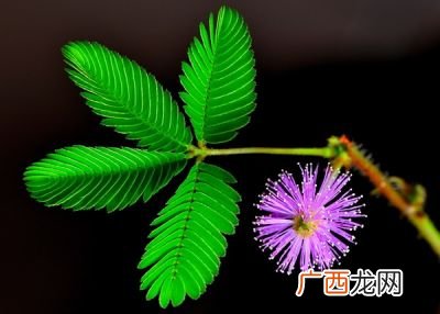 含羞草会动吗,会动的草有哪几种？