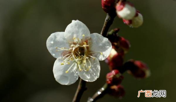 梅花的花瓣是什么形状的,梅花有几个花瓣儿？