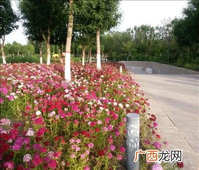 有关蚂蚁的气象谚语,动物预报天气的谚语？