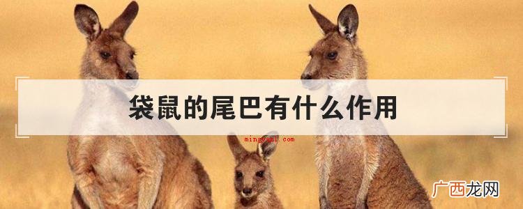 简略回应袋鼠的尾巴功效 袋鼠的尾巴有什么作用