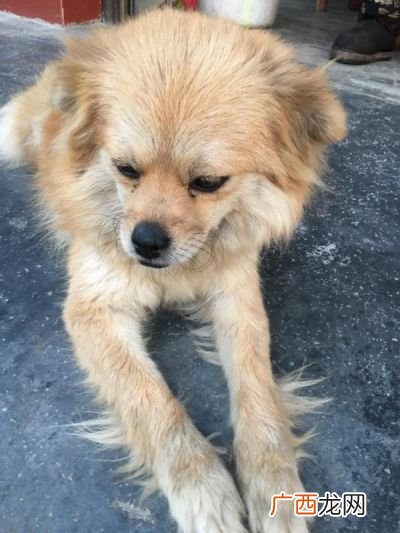 什么狗长不大,有什么品种的狗短毛且长不大？