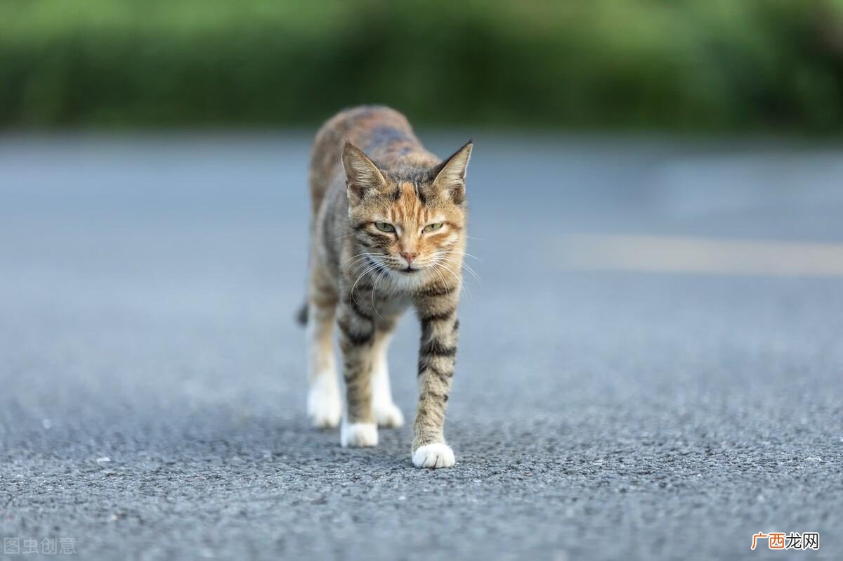 为什么说养猫就要养“田园猫” 田园猫可以当宠物猫养吗
