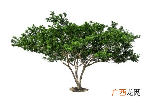 树有哪些种类,怎么知道树是什么品种?