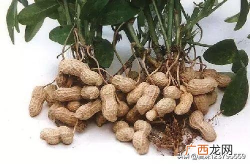 多少花生可榨一斤油,多少斤花生才能榨一斤花生油？