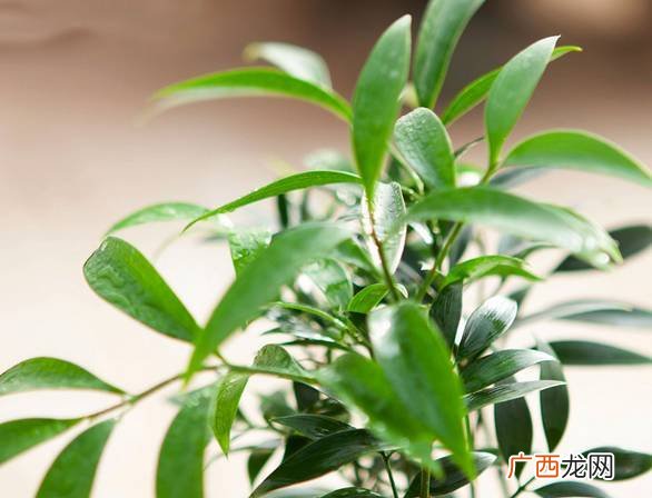 长寿竹开花吗,我家今年新生的竹子开花是怎么回事？