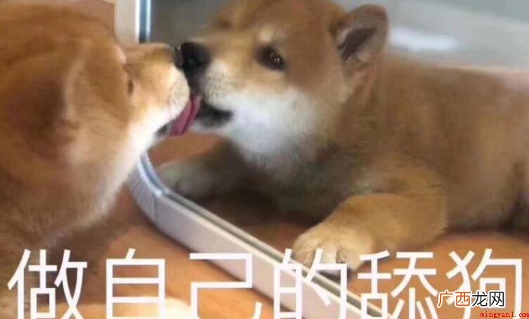 舔狗代表什么意思_网络用词 舔狗是什么意思