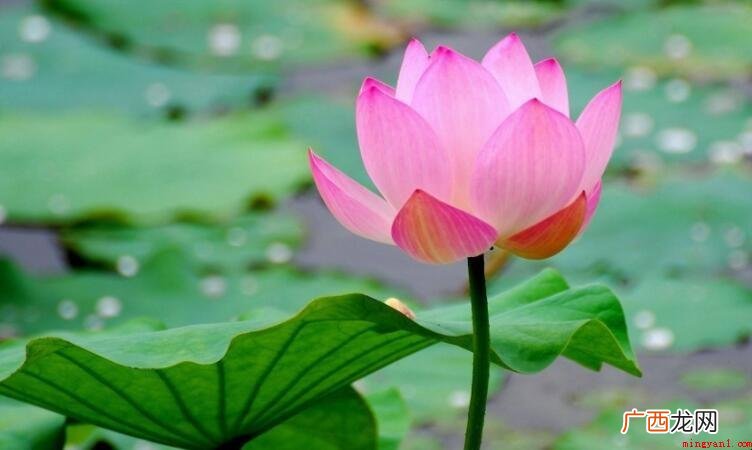 6月做什么粗花?6月开那些花 6月开什么花