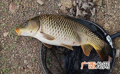 鲤鱼怎么做,老厨鲤鱼怎么做？