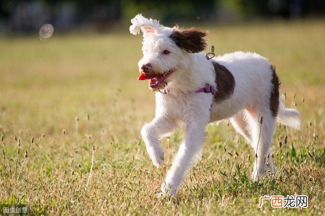 配狗需要多久,大仓犬发情后几天可配？