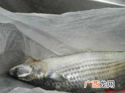 支鱼怎么做好吃
