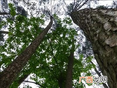 枞树是什么树,圣诞树是什么树来的？