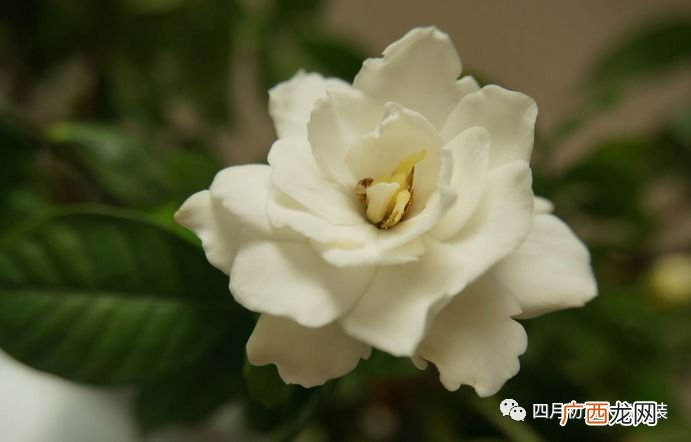 栀子花开的季节是什么,仲夏时节开的花？