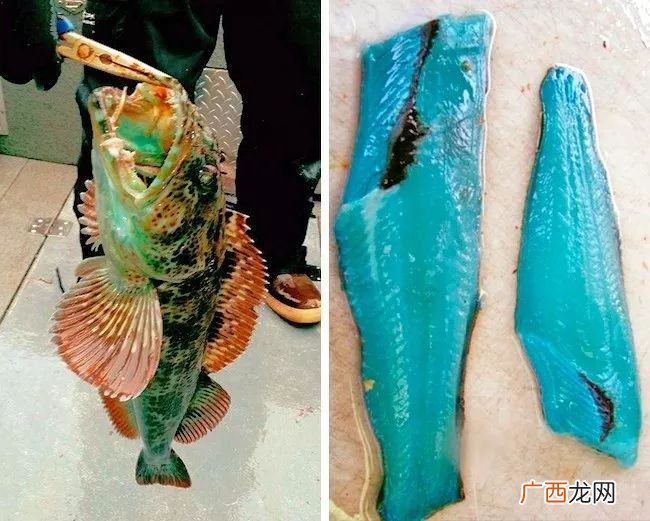 龙泵鱼还是龙趸鱼,龙泵鱼和石斑鱼的区别？