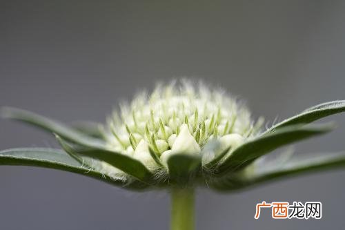 山包米长的是什么样子,山包米怎么种植？