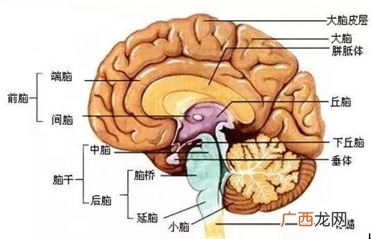 大脑有哪些结构,七年级下册生物脑的结构与功能？
