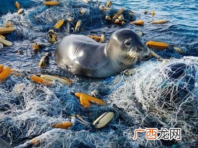 海洋垃圾是什么分类,人类制造了多少海洋垃圾？