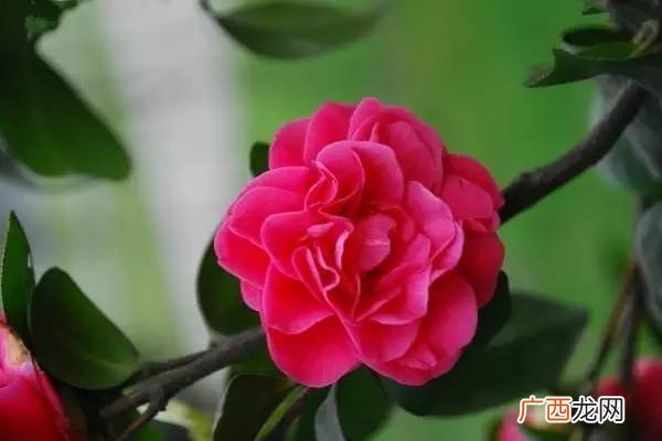红山茶花的花语是什么代表什么,山茶的花语文案？