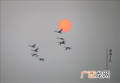 鸿鹄啥意思,鸿鹄，能代表十二生肖中哪种动物？
