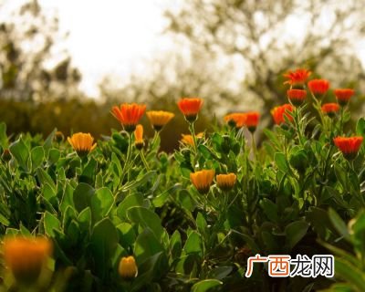 描写秩序混乱的成语,社会混乱不安的景象是什么成语?