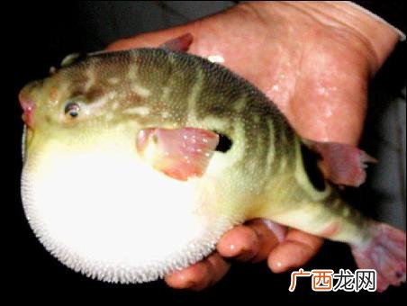 河豚鱼怎么做才好吃,在家怎么做河豚鱼.朋友送了处理好的鲜河豚，非常好的？