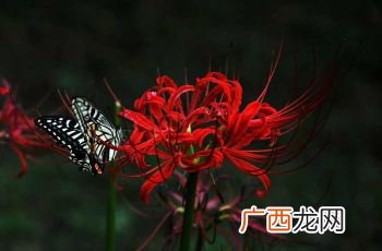 彼岸花什么时候开花,山东彼岸花什么时候开花？