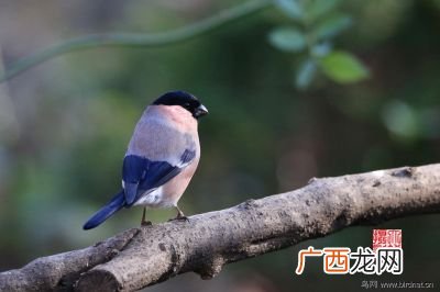 灰雀的特点,红肚皮的燕子叫什么？