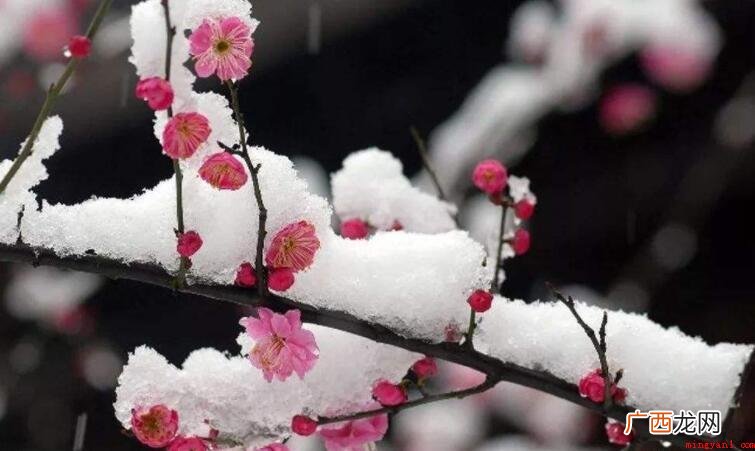 《雪梅·其一》表述了诗人如何的感情 《雪梅·其一