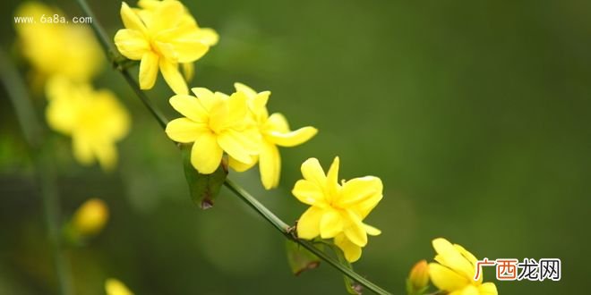 迎春花是什么颜色,什么颜色的迎春花填词语？