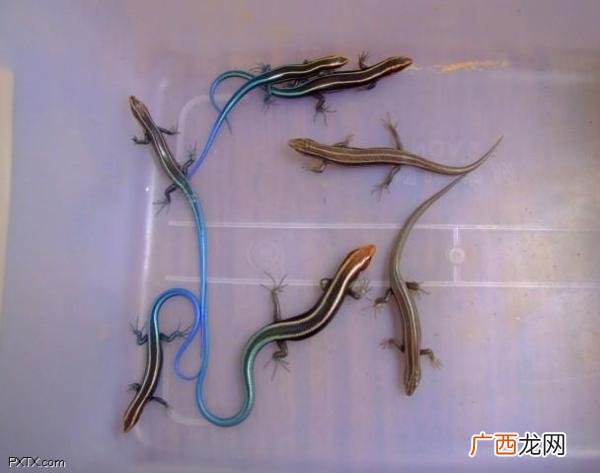 蓝舌石龙子是国家保护动物吗,蓝舌石龙子怕冷吗？
