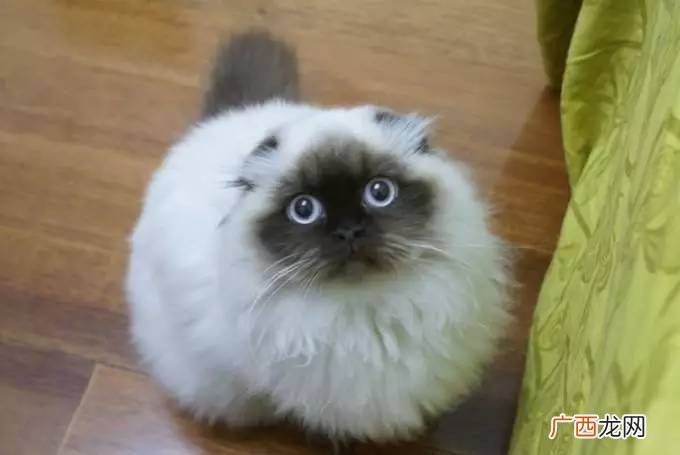 喜马拉雅猫是什么品种,小种猫的品种？