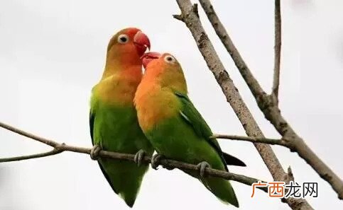 虎皮鹦鹉会说话吗,虎皮鹦鹉能听懂人说话吗?但不会说话?