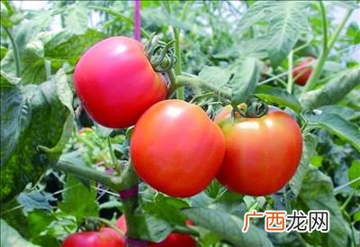 如何种植番茄,大树番茄种植时间和方法？