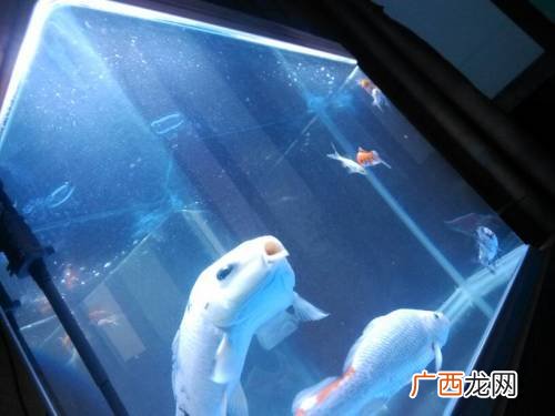 鱼缸表面油膜怎么来的,为什么鱼缸壁上像有油？