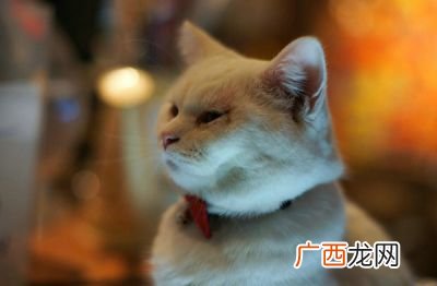 母猫生小猫需要多久,母猫生产多久后出来？