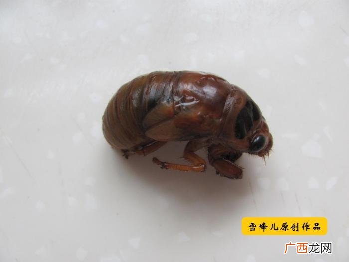 知了猴学名叫啥,蝉的土名叫什么？