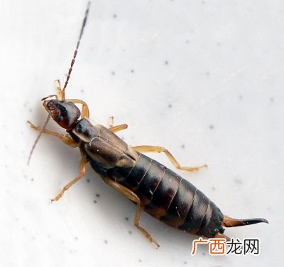 蝻子是什么虫,虸是什么虫？