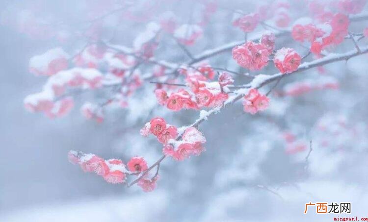 《雪梅二首》的作者是谁