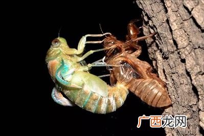 什么是金禅脱壳,金蝉脱壳\"\"中的\"\"壳\"\"指的是蝉的什么？