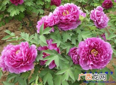 牡丹是什么意思,牡丹代表什么象征意义？