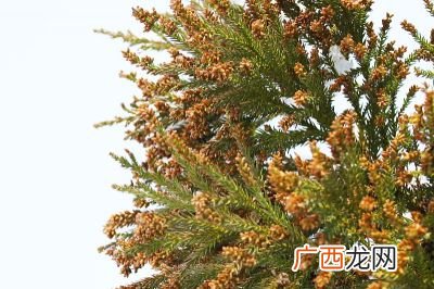 本文题目合欢树有什么象征意义,合欢花的寓意 岁岁平安？