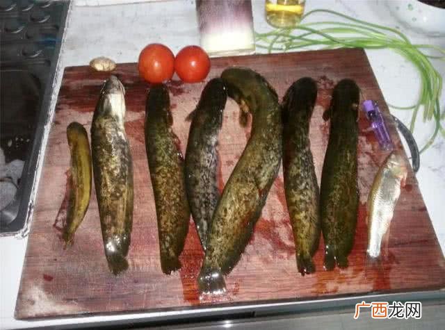 钓鲶鱼用什么饵料,花鲶鱼用什么鱼饵最好钓？