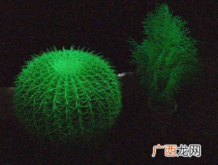哪些植物会发光,世界上最大的发光植物？