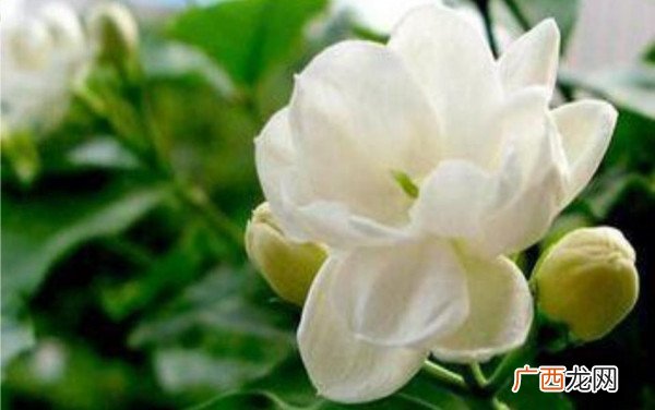 《茉莉花》是哪的民歌,茉莉花是临沂特色民歌吗?
