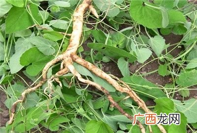 党参的叶子是啥样子,党参种植技术及亩收益？