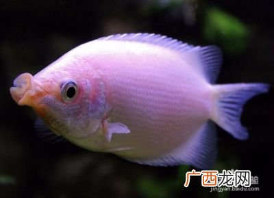 接吻鱼的特点,接吻鱼好养吗？