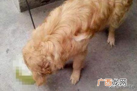 小狗狗吐了是怎么回事,狗吐是怎么回事?