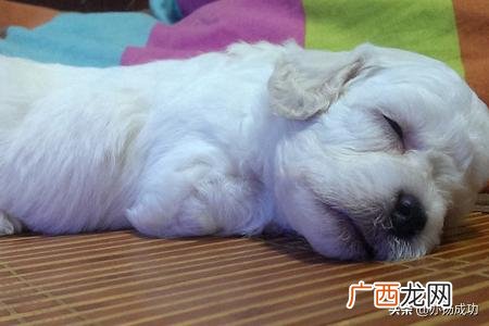 小狗狗吐了是怎么回事,狗吐是怎么回事?