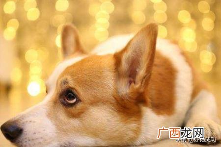 小狗狗吐了是怎么回事,狗吐是怎么回事?