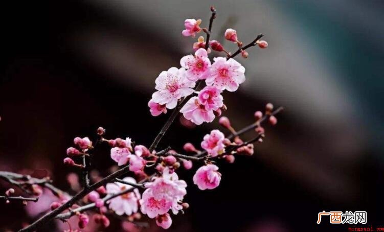 一枝春指的是什么粗花? 一枝春指的是什么花